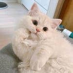 Mateo Calleja avatar